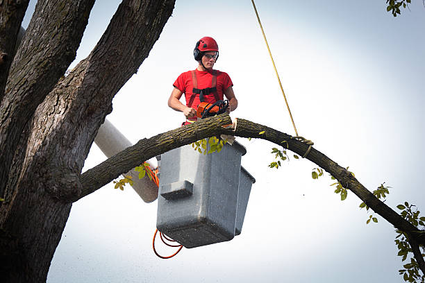 Reliable Amesti, CA Tree Care  Solutions